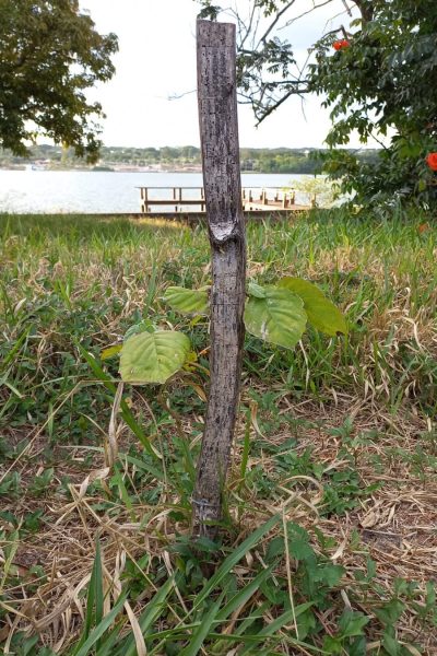 Projeto ‘’Manutenção e enriquecimento de áreas em processo de recomposição da flora nativa na Orla do Lago Paranoá, Brasília, (DF)’’